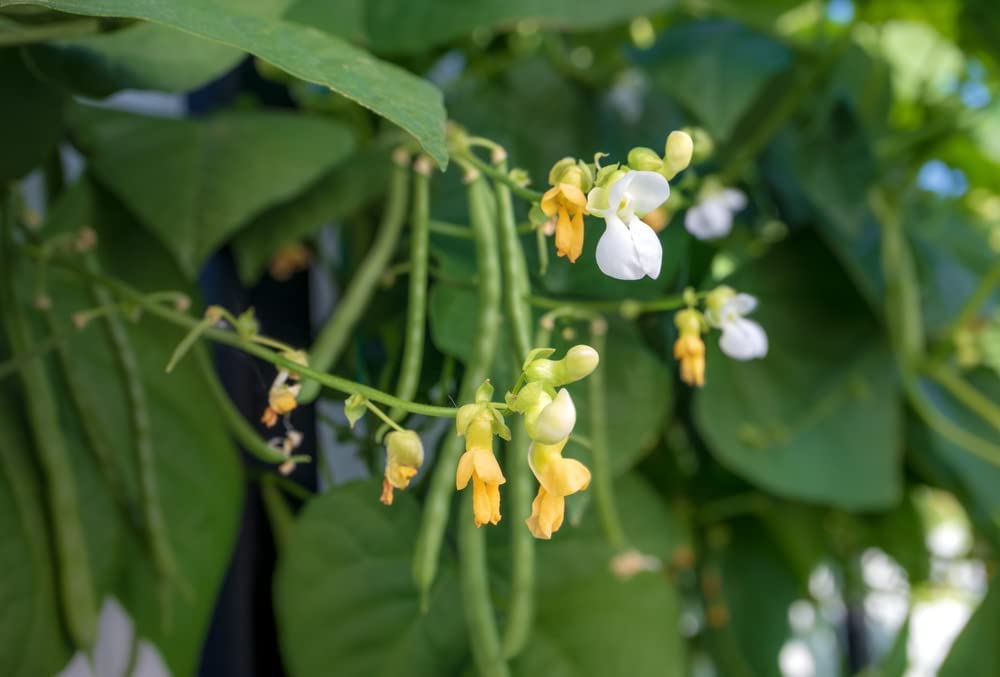 Kentucky Blue pole bean, 30 Heirloom Seeds Per Packet, Non GMO Seeds