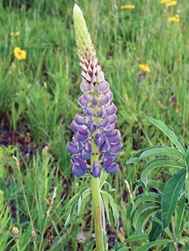 Large Leaf Perennial Lupine, 50 Seeds Per Packet, Non GMO Seeds