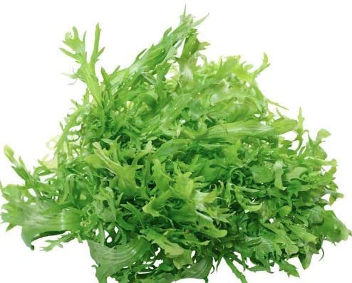 Salad King Endive, 1000 Heirloom Seeds Per Packet, Non GMO Seeds