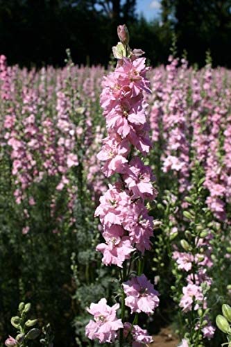 Rocket Larkspur Light Pink, 250 Seeds Per Packet