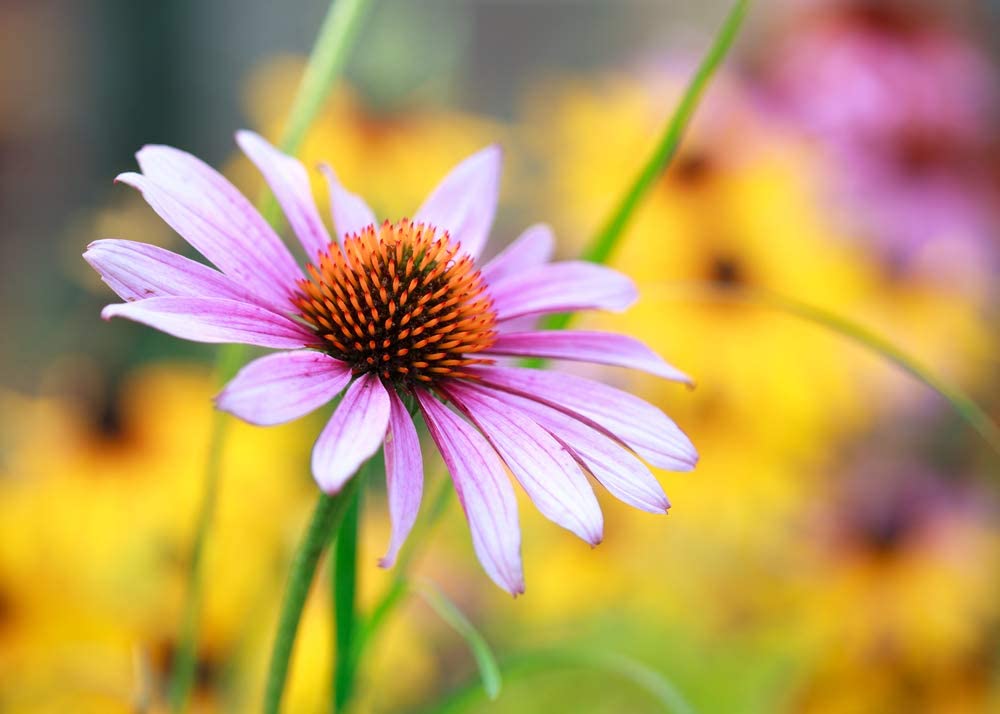 Echinacea Purple Coneflower, 750 Seeds Per Packet, Non GMO Seeds
