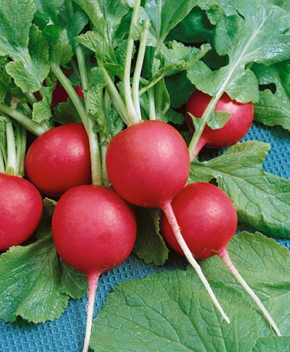 Crimson Giant Radish, 200 Heirloom Seeds Per Packet, Non GMO Seeds