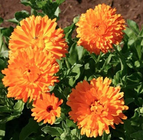 Calendula Orange Pacific Beauty, 250 Seeds Per Packet, Non GMO Seeds