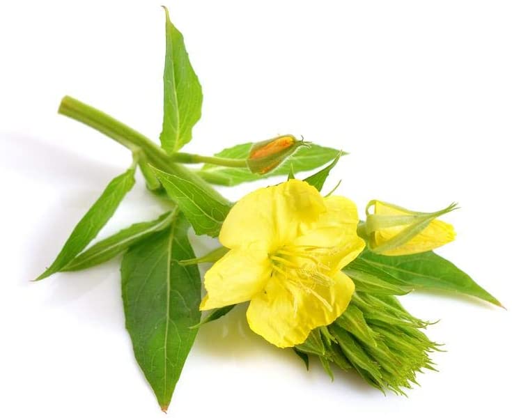 Evening Primrose, 1500 Seeds Per Packet