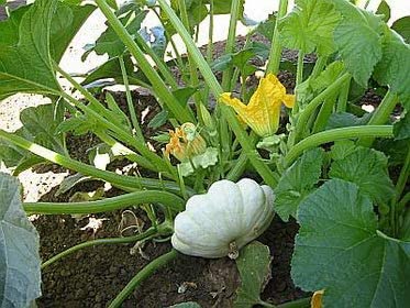 Bennings Green Tint Summer Squash, 30 Heirloom Seeds Per Packet, Non GMO Seeds