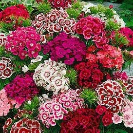 Sweet William Mix, 1000 Seeds Per Packet, Non GMO Seeds