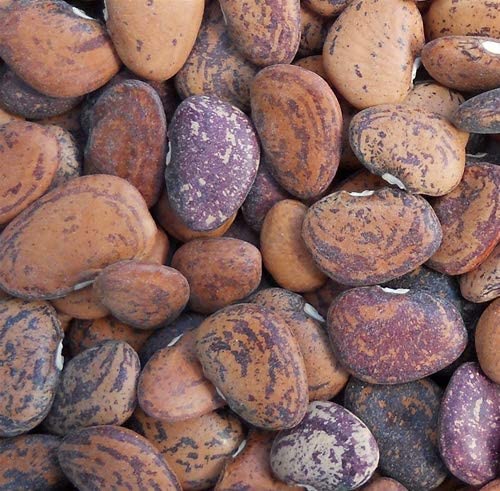 Jackson Wonder Lima Bean, 50 Heirloom Seeds Per Packet, Non GMO Seeds