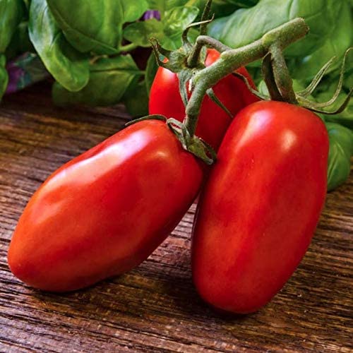 San Marzano II Italian Tomato
