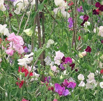 Knee High Sweet Pea Flowers
