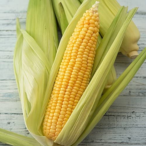 Golden Beauty Yellow Corn, 25+ Seeds Per Packet, Non GMO Seeds, Botanical Name: Zea mays
