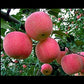 Fuji Apple Tree Seeds, 10 Seeds Per Packet