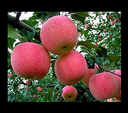 Fuji Apple Tree Seeds, 10 Seeds Per Packet