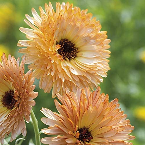 Calendula Apricot Pacific Beauty, 250 Seeds Per Packet, Non GMO Seeds