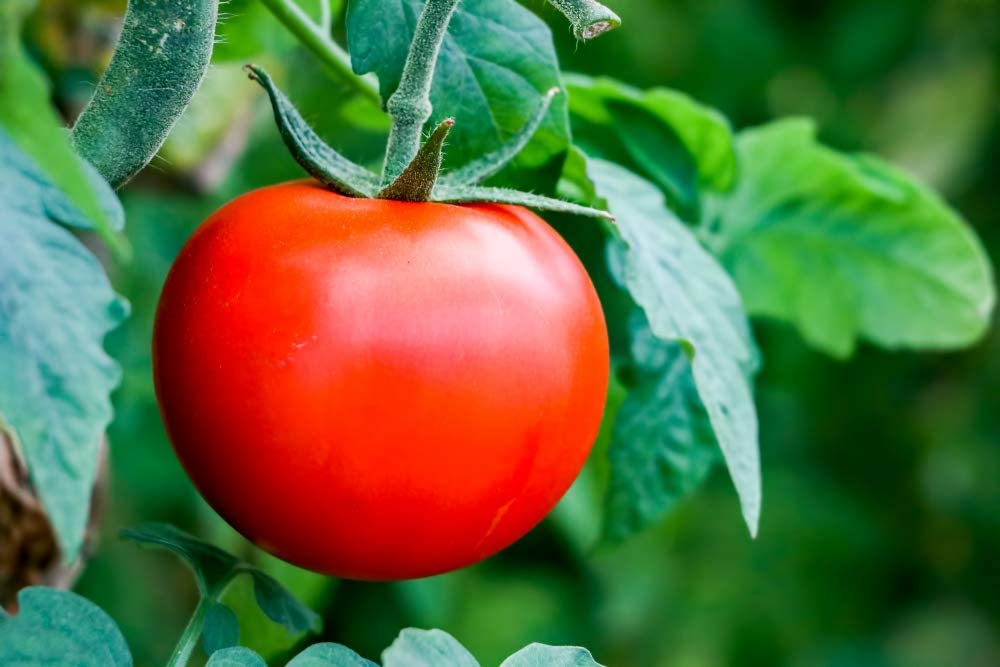 Caribe Tomato, 100 Heirloom Seeds Per Packet, Non GMO Seeds