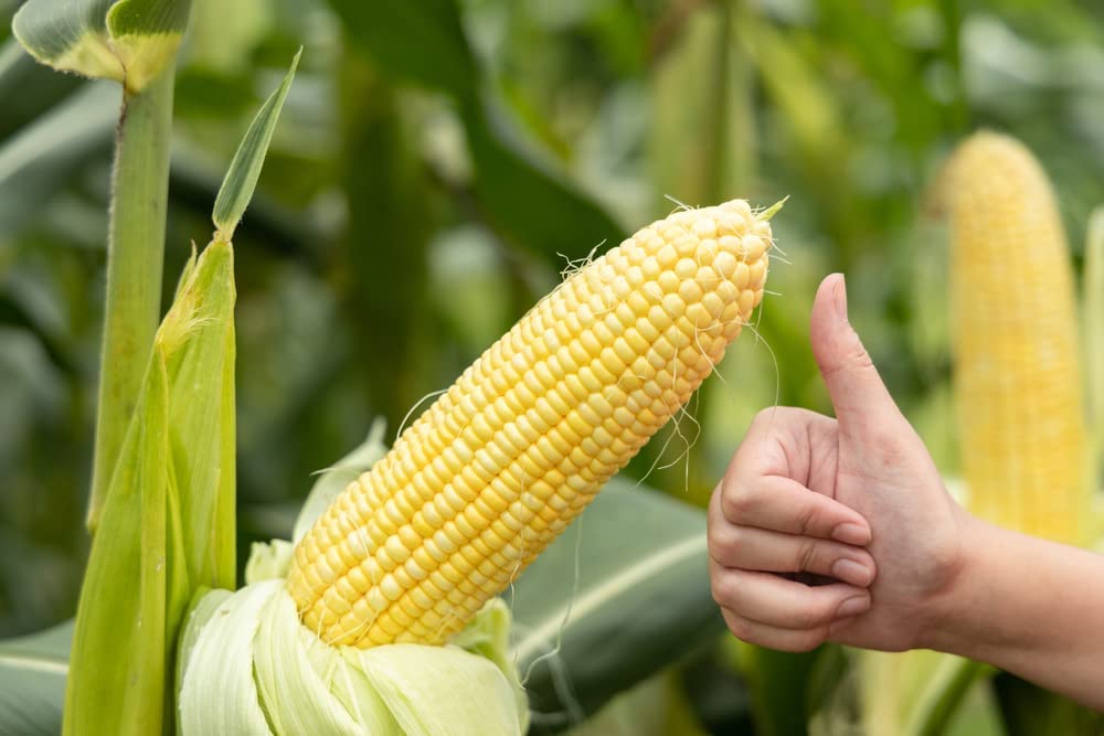 "Top Hat" Yellow Sweet Corn Seeds, 25+ Seeds Per Packet, Isla's Garden Seeds , Non GMO & Heirloom Seeds, Botanical Name: Zea mays
