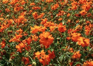 Cosmos Klondyke Orange Flowers, 100 Seeds Per Packet, Non GMO Seeds