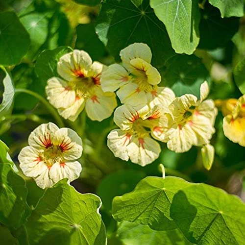 Peach Melba Nasturtium