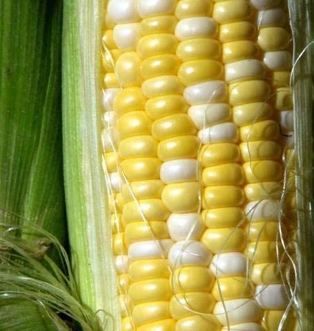 "Peaches and Cream" Bi-Color Sweet Corn Seeds for Planting, 25+ Heirloom Seeds Per Packet, Non GMO Seeds, Botanical Name: Zea Mays