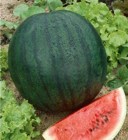 Florida Giant Watermelon