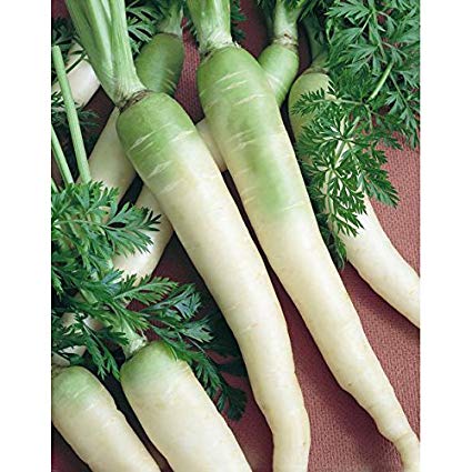Snow White Carrot Seeds, 350 Heirloom Seeds Per Packet, Non GMO Seeds, Botanical Name: Daucus carota subsp. sativus