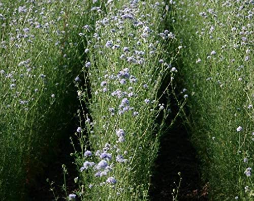 Gilia Globe, 1000 Seeds Per Packet, Non GMO Seeds