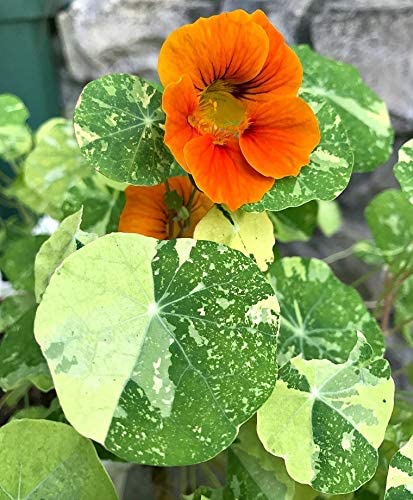 Nasturtium Alaska, 50 Heirloom Seeds Per Packet, Non GMO Seeds