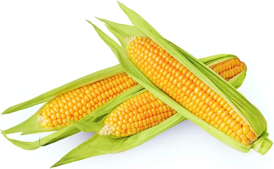 Golden Beauty Yellow Corn, 25+ Seeds Per Packet, Non GMO Seeds, Botanical Name: Zea mays