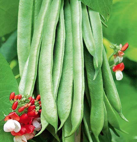 Scarlet Runner Pole Bean, 25 Heirloom Seeds Per Packet, Non GMO Seeds