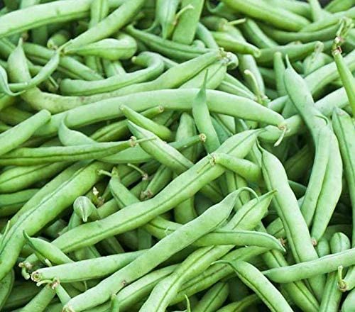 Strike Bush Bean, 30 Heirloom Seeds Per Packet, Non GMO Seeds