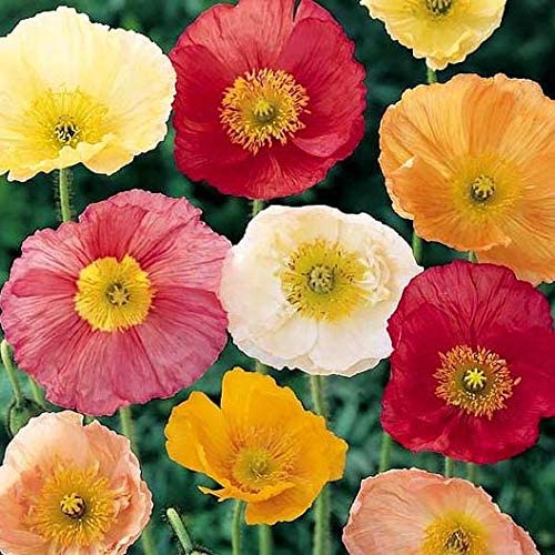 Iceland Poppy, 3000 Flower Seeds Per Packet