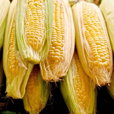 Sugar Buns Sweet Yellow Corn, 50+ Heirloom Seeds Per Packet, Non GMO Seeds, Botanical Name: Zea Mays