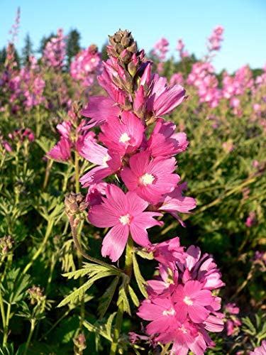 Rose Checker Mallow Perennial, 25 Seeds Per Packet