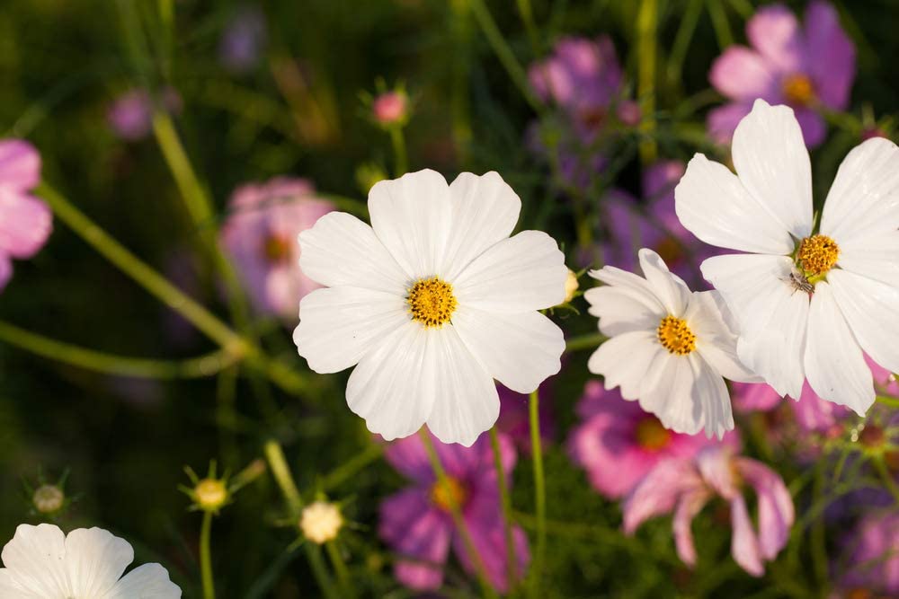 Cosmos Bipinnatus Dwarf White, 100 Seeds Per Packet, Non GMO Seeds