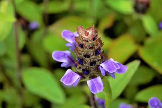 Lanceleaf Selfheal Heal All Flower, 250 Seeds Per Packet