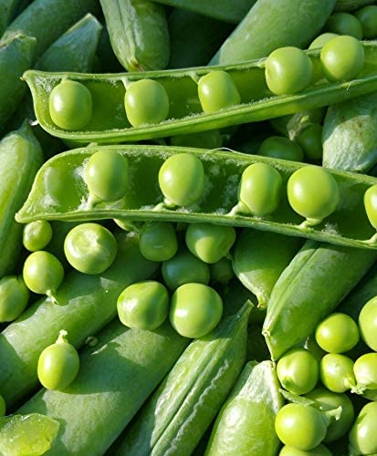 Wando Garden Pea, 50 Heirloom Seeds Per Packet, Non GMO Seeds