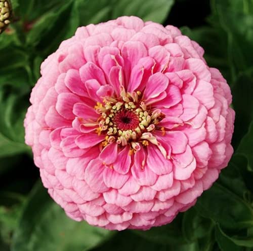 Blushing Bride Zinnia Mix, 200 Flower Seeds Per Packet