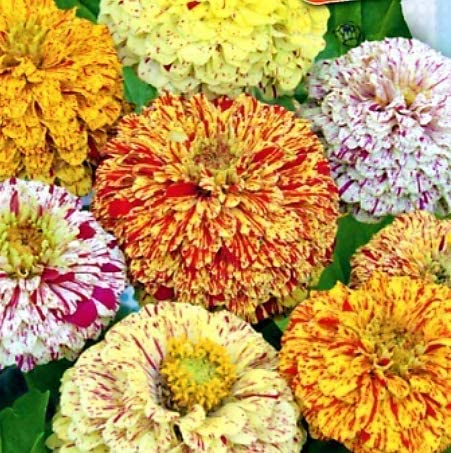 Zinnia Seeds Candy Stripe Mix