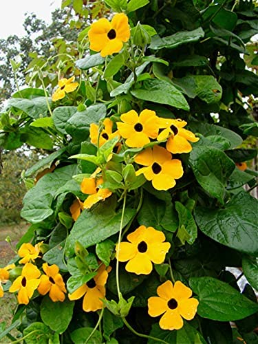Black-Eyed Susan Vine, 25 Seeds Per Packet