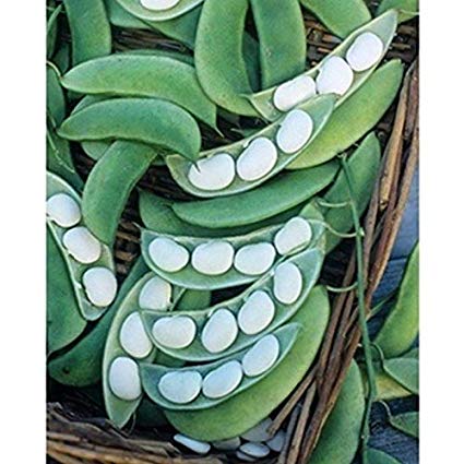 Lima Bean Burpee Improved Bush Beans, 30 Heirloom Seeds Per Packet, Non GMO Seeds