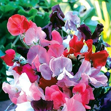 Knee High Sweet Pea Flowers