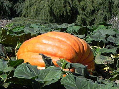 Atlantic Giant Pumpkin, 15 Heirloom Seeds Per Packet, Non GMO Seeds