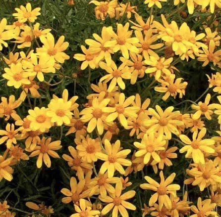 flower seeds oregon Oregon Sunshine Perennial Flower Seeds, 300+ Seeds Per Packet Non GMO & Heirloom Seeds, Botanical Name Eriophyllum Lanatum, Great Home Garden Gift