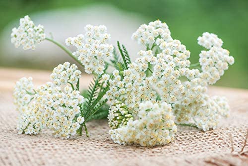 White Yarrow Western, 1500 Seeds Per Packet, Non GMO Seeds