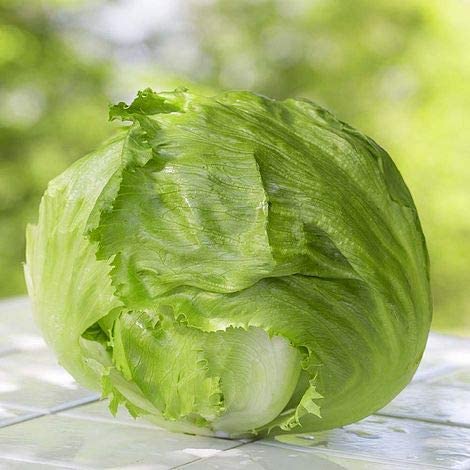 Salinas Crisphead Lettuce, 1000 Heirloom Seeds Per Packet, Non GMO Seeds