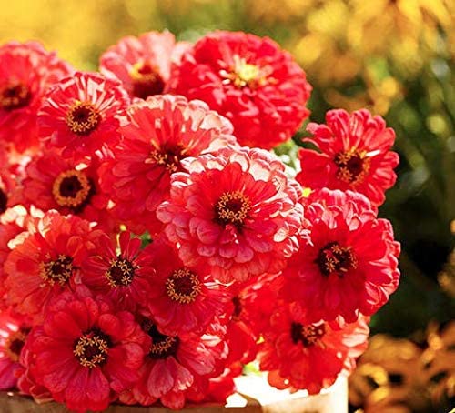 Salmon Queen Zinnia Flower
