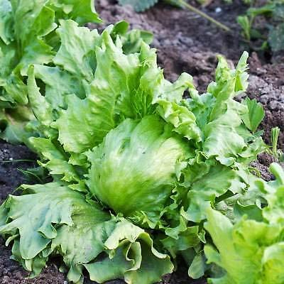 Hanson Improved Crisphead Lettuce, 1000 Heirloom Seeds Per Packet, Non GMO Seeds