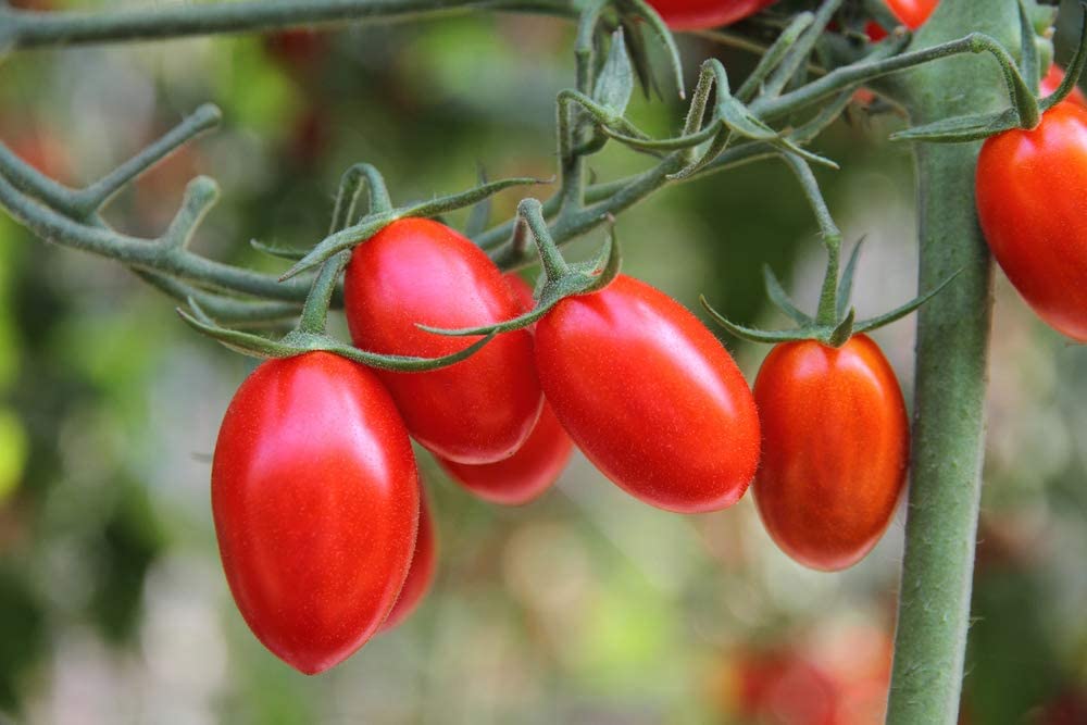 Rio Grande Tomato
