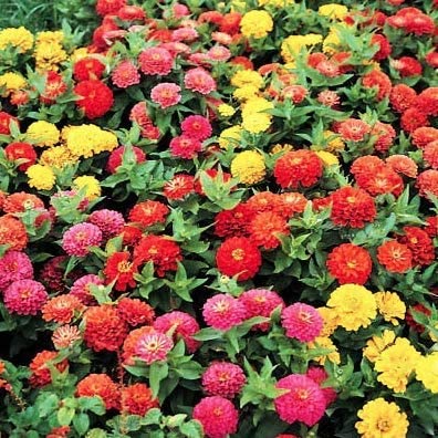Zin Master Zinnia Mix
