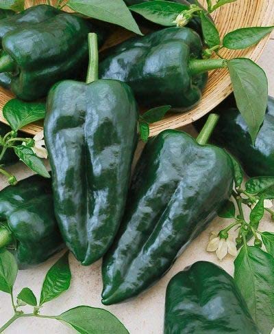 Pablano Ancho Grande, 50 Heirloom Seeds Per Packet, Non GMO Seeds