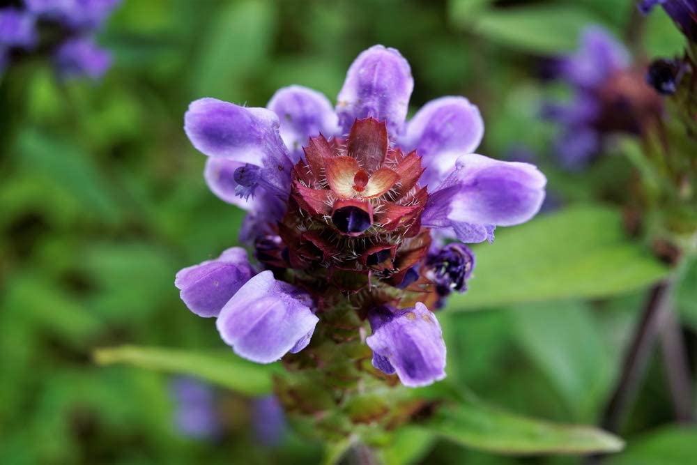 plant and heal seeds Lanceleaf Selfheal (Heal-All) Flower Seeds,250 Seeds Per Packet, Prunella Vulgaris, Isla's Garden Seeds